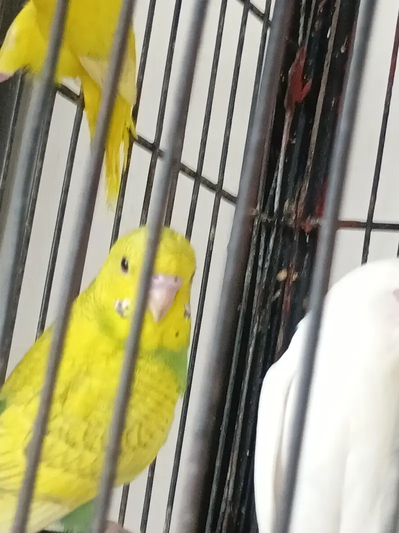 Red Eyes,Rainbow working, Undersized Classic young pairs available — photo 6