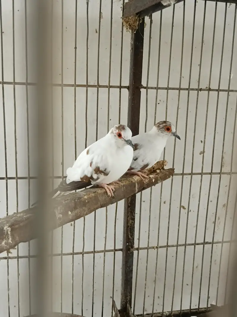 Red Eyes,Rainbow working, Undersized Classic young pairs available — photo 8