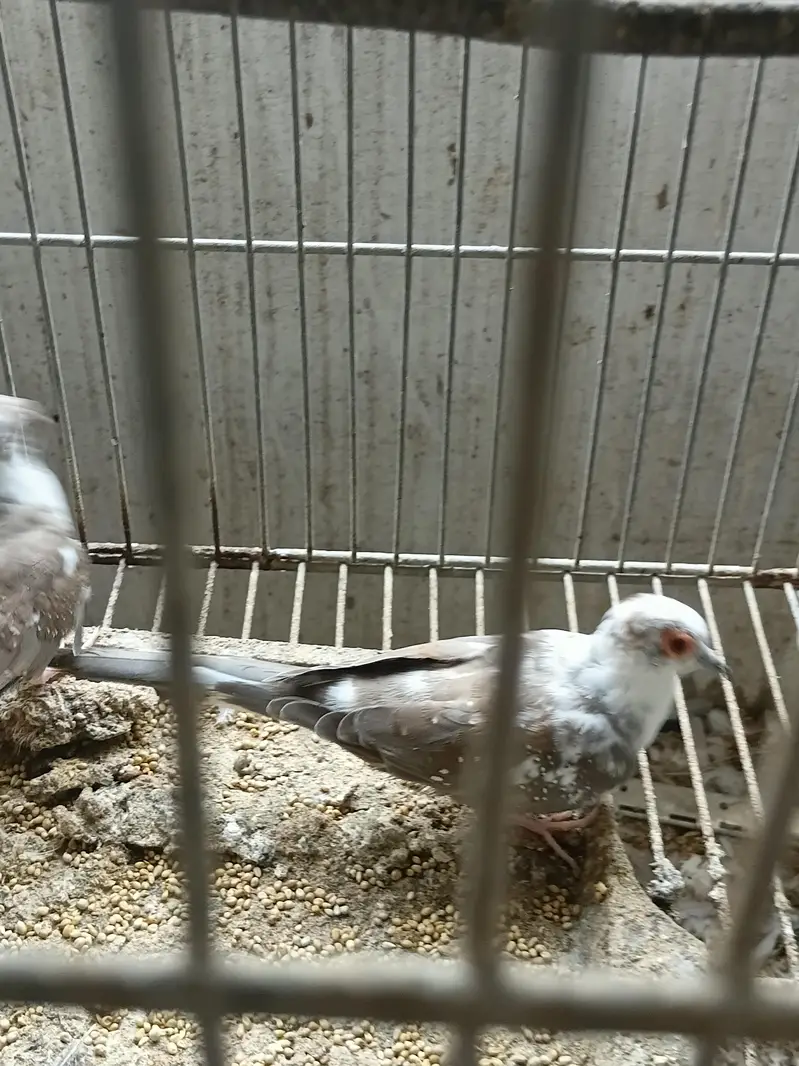 Red Eyes,Rainbow working, Undersized Classic young pairs available — photo 10