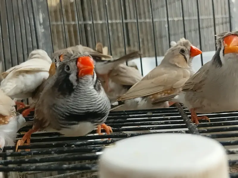 Red Eyes,Rainbow working, Undersized Classic young pairs available — photo 11