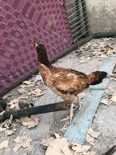 aseel pair murgha kana hai lekin breeder hai