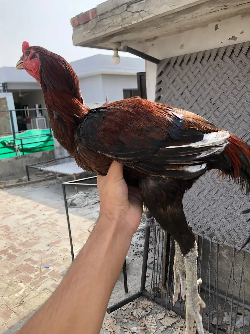 aseel pair murgha kana hai lekin breeder hai — photo 2