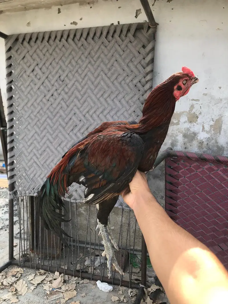 aseel pair murgha kana hai lekin breeder hai — photo 3