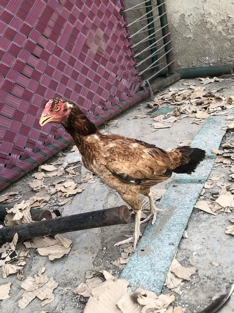 aseel pair murgha kana hai lekin breeder hai — photo 4