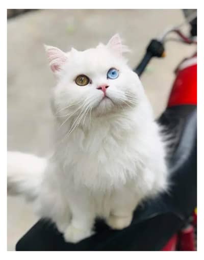 cash on delivery Persian kitten cats