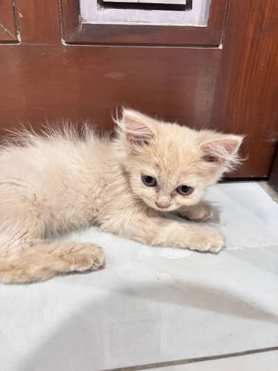 Baby cat
