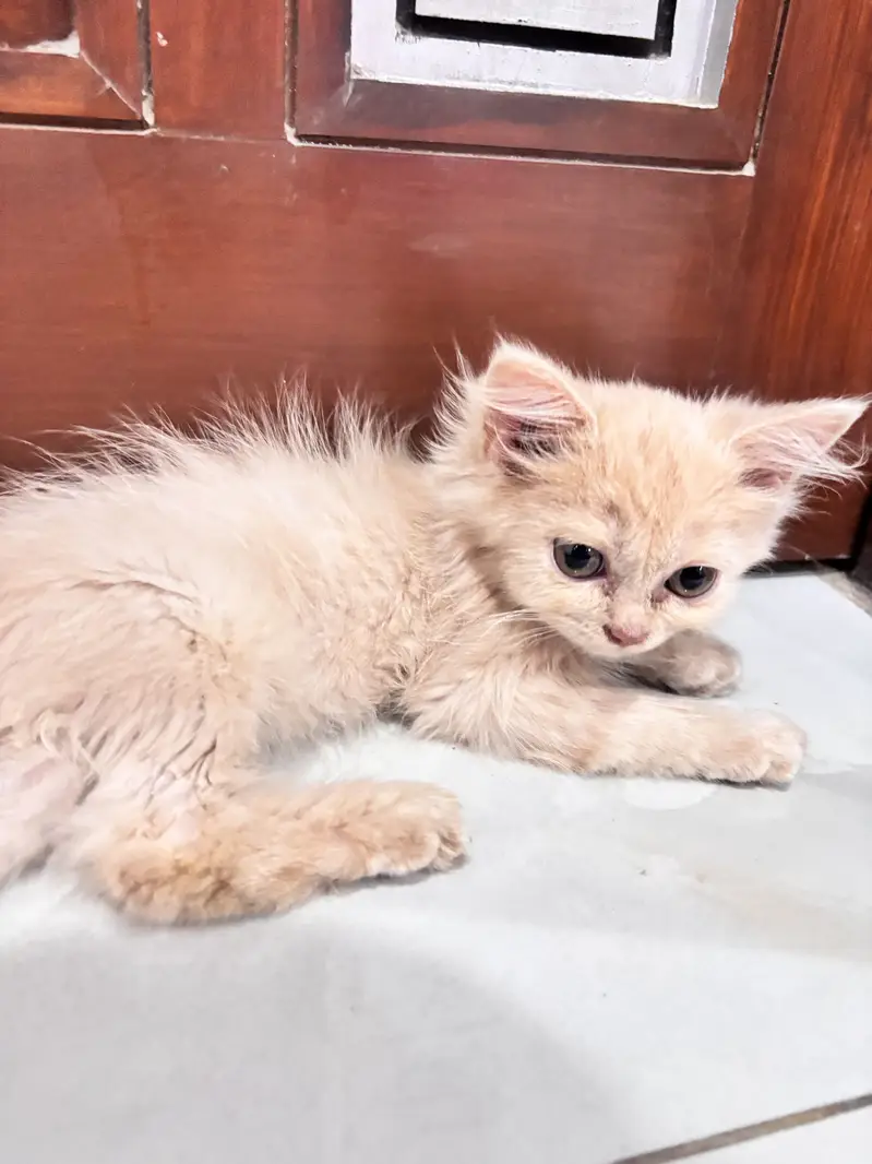 Baby cat — photo 2