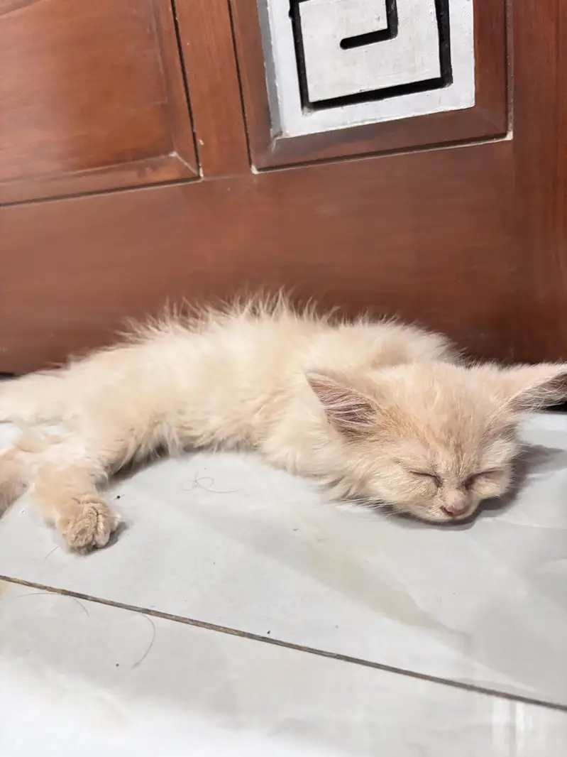 Baby cat — photo 3