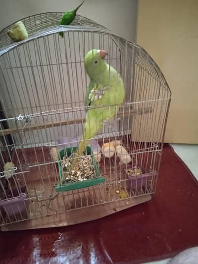 ringneck parrot