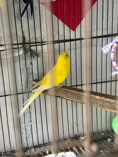Australian bugdti for sale healthy and active birds