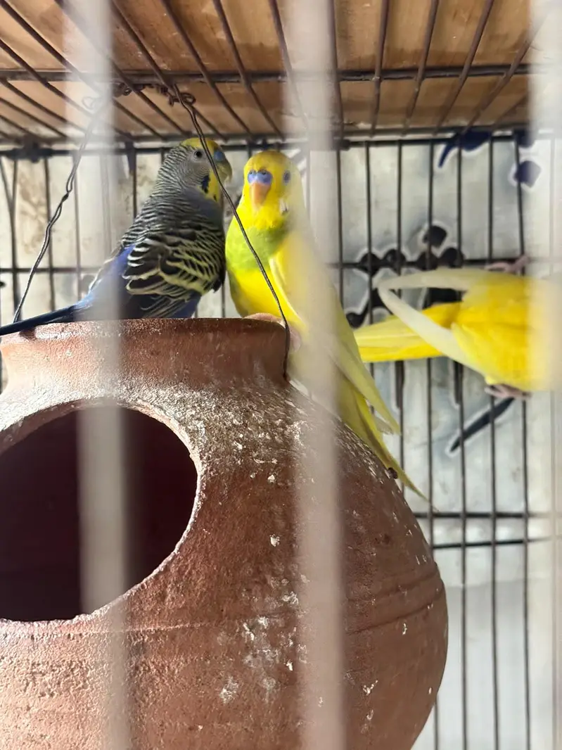 Australian bugdti for sale healthy and active birds — photo 2