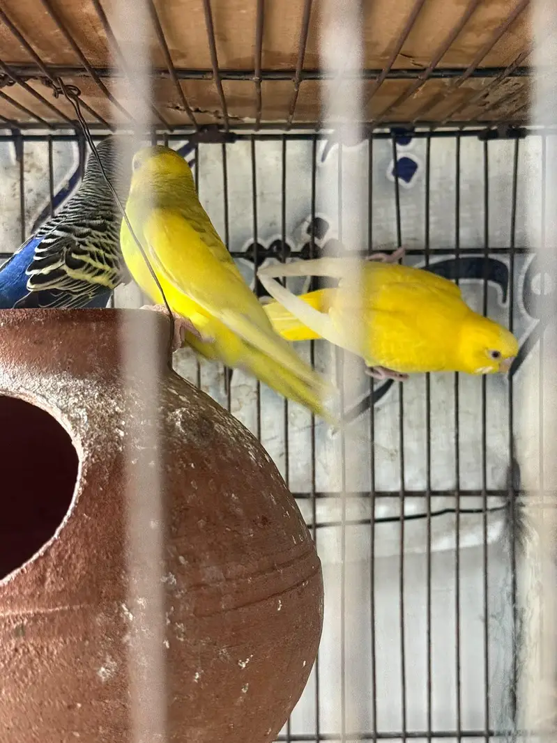 Australian bugdti for sale healthy and active birds — photo 3
