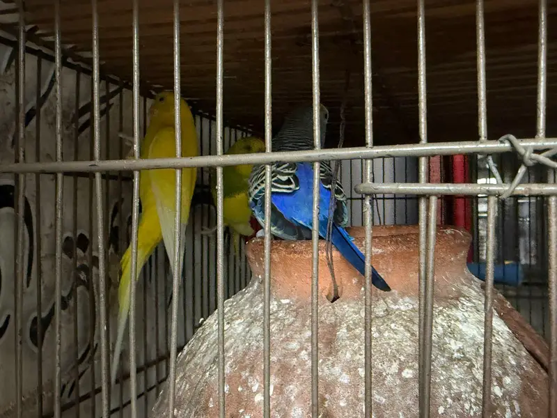 Australian bugdti for sale healthy and active birds — photo 4