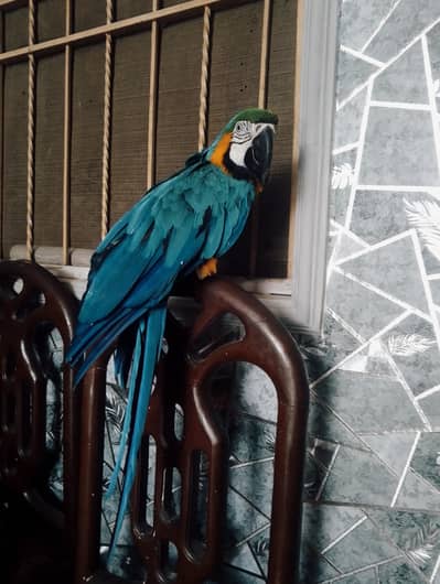 Macacaw parrot home taim