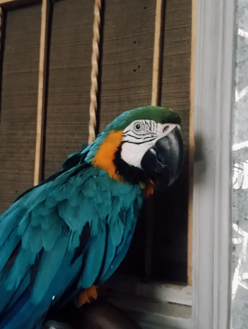 Macacaw parrot home taim — photo 2