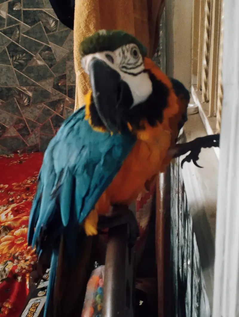 Macacaw parrot home taim — photo 3