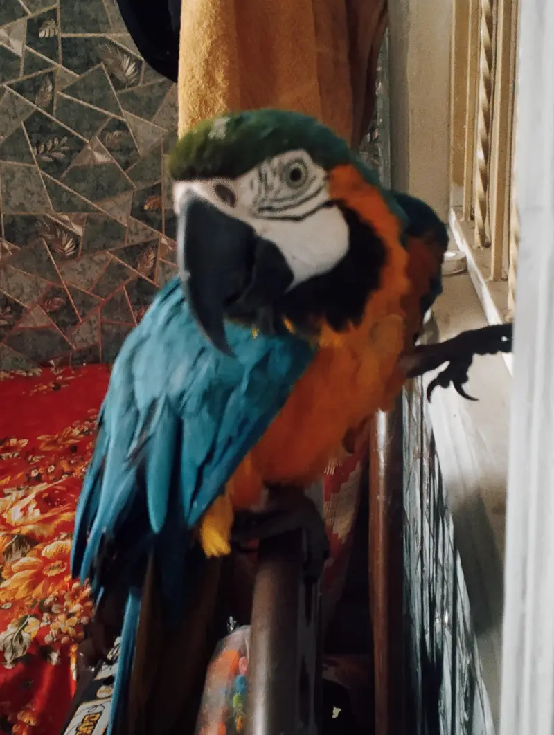 Macacaw parrot home taim — photo 4