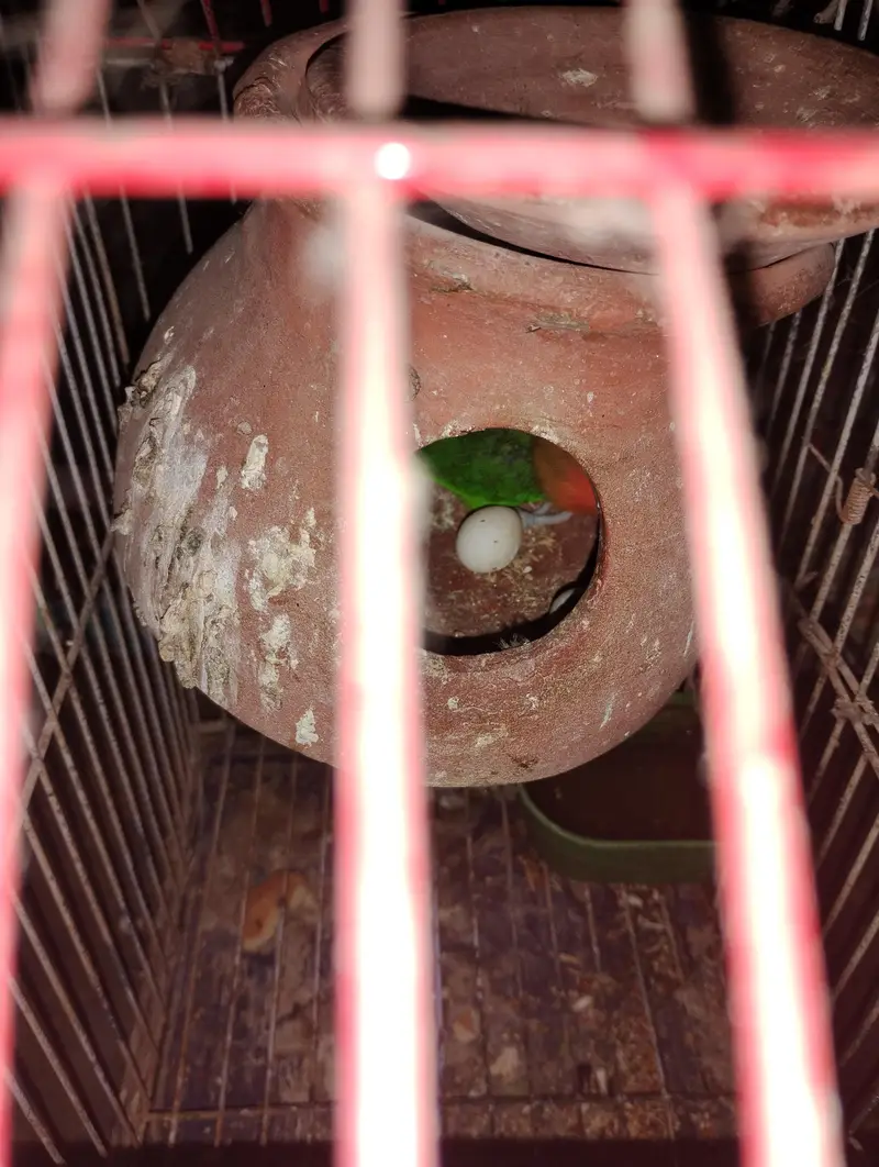 green Fisher female — photo 2
