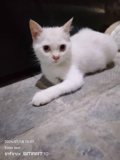 Persian male cat