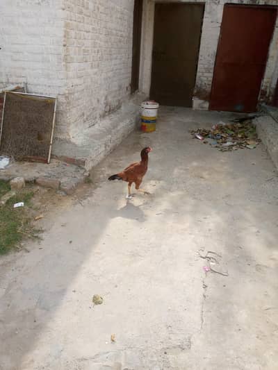 Hen Aseel Mianwali