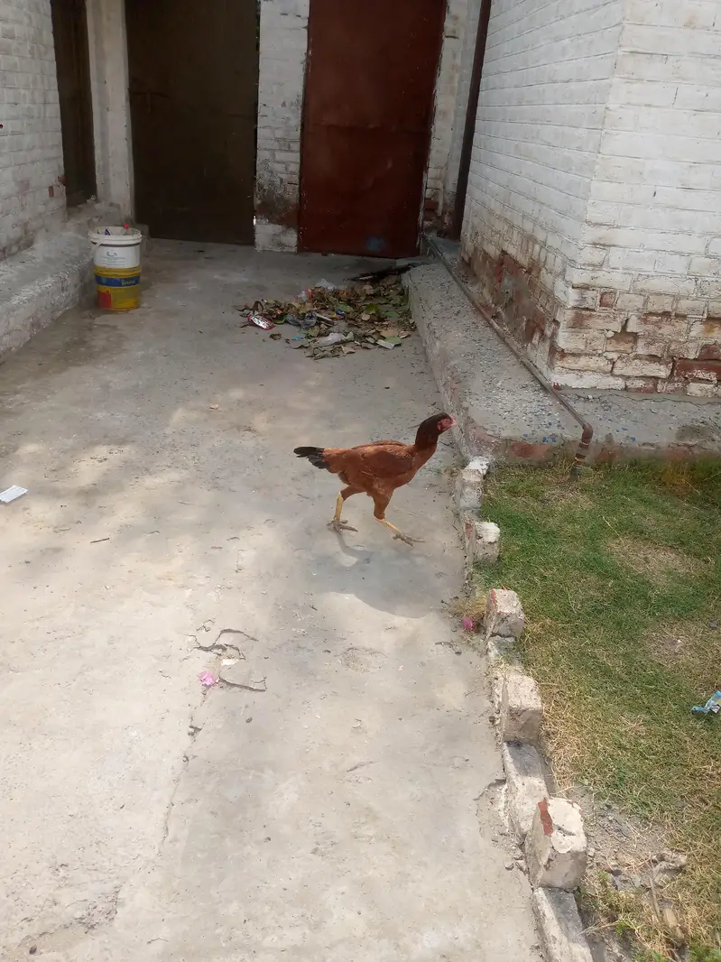 Hen Aseel Mianwali — photo 2