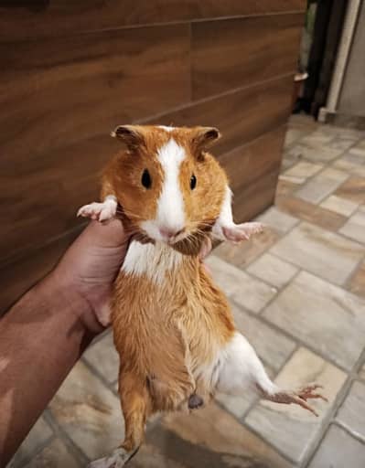 Hamsters and gunie pigs available