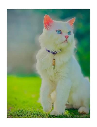 cash on delivery Persian kitten cats