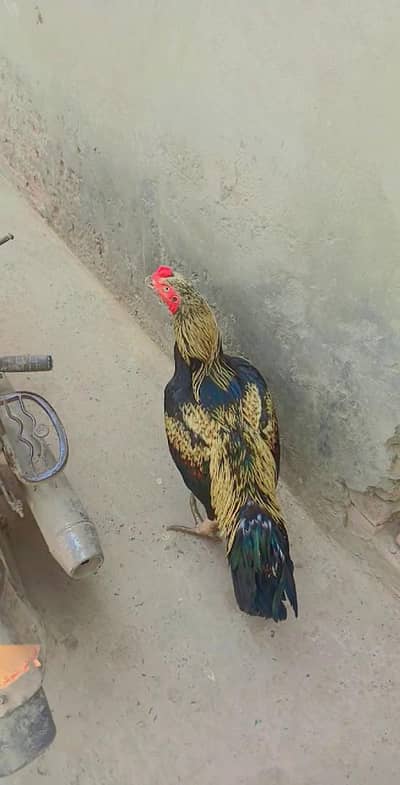 Beautiful Java Aseel Rooster (1 Year Old) - Active and Healthy