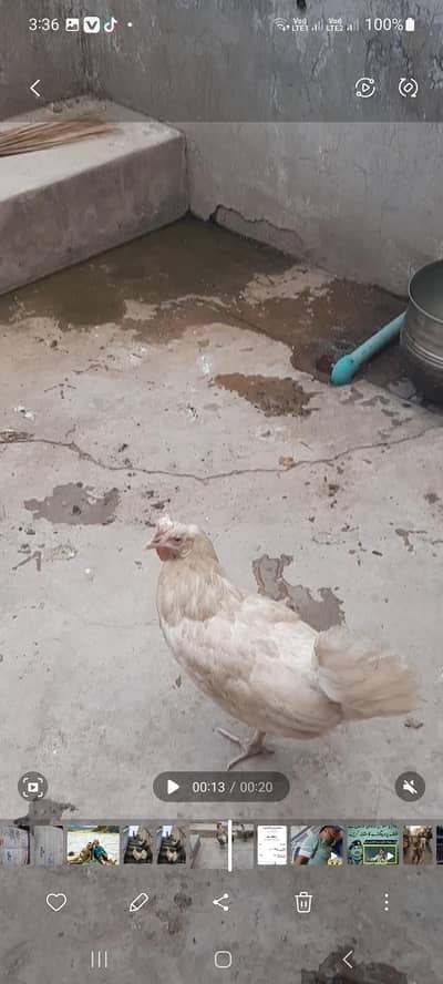 Golden misri  for sale