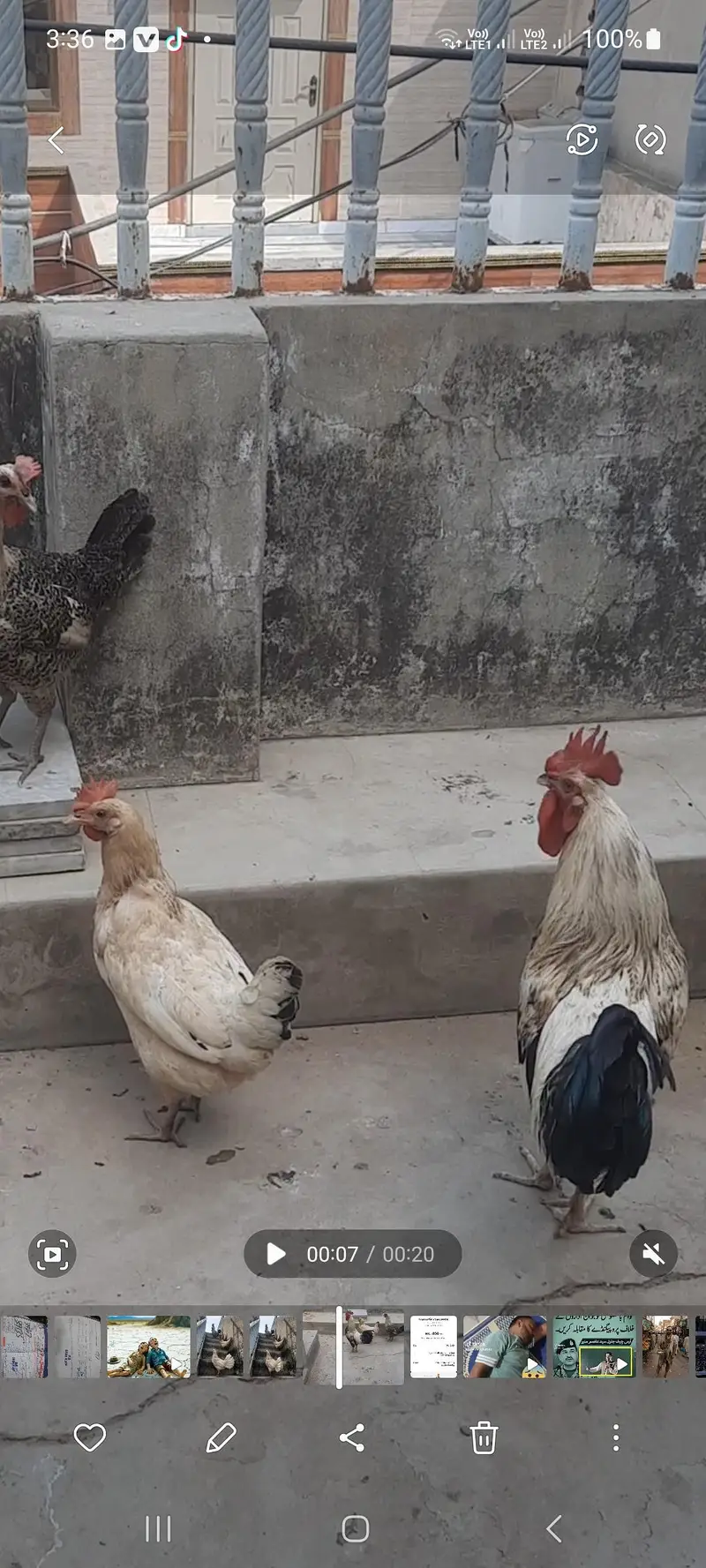 Golden misri  for sale — photo 2