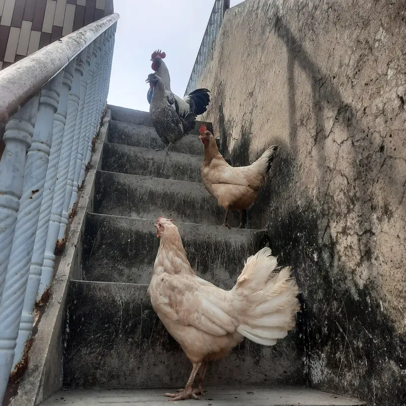Golden misri  for sale — photo 4