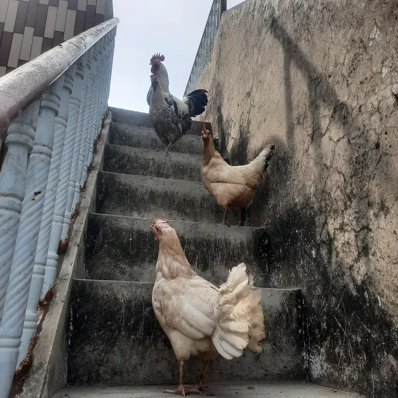 Golden misri  for sale — photo 5