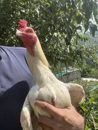 Aseel heera for sale cheap price