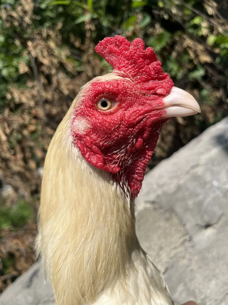 Aseel heera for sale cheap price — photo 2