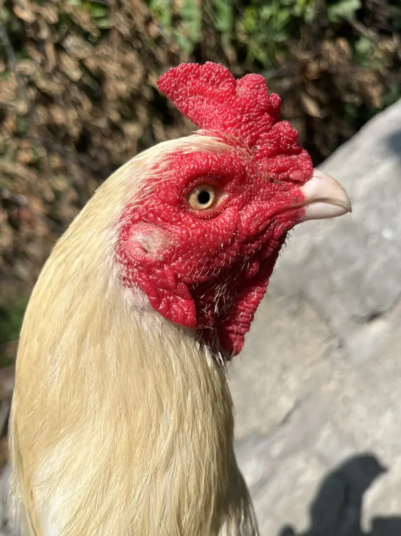 Aseel heera for sale cheap price — photo 3