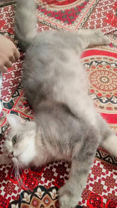 parshin cat for sale