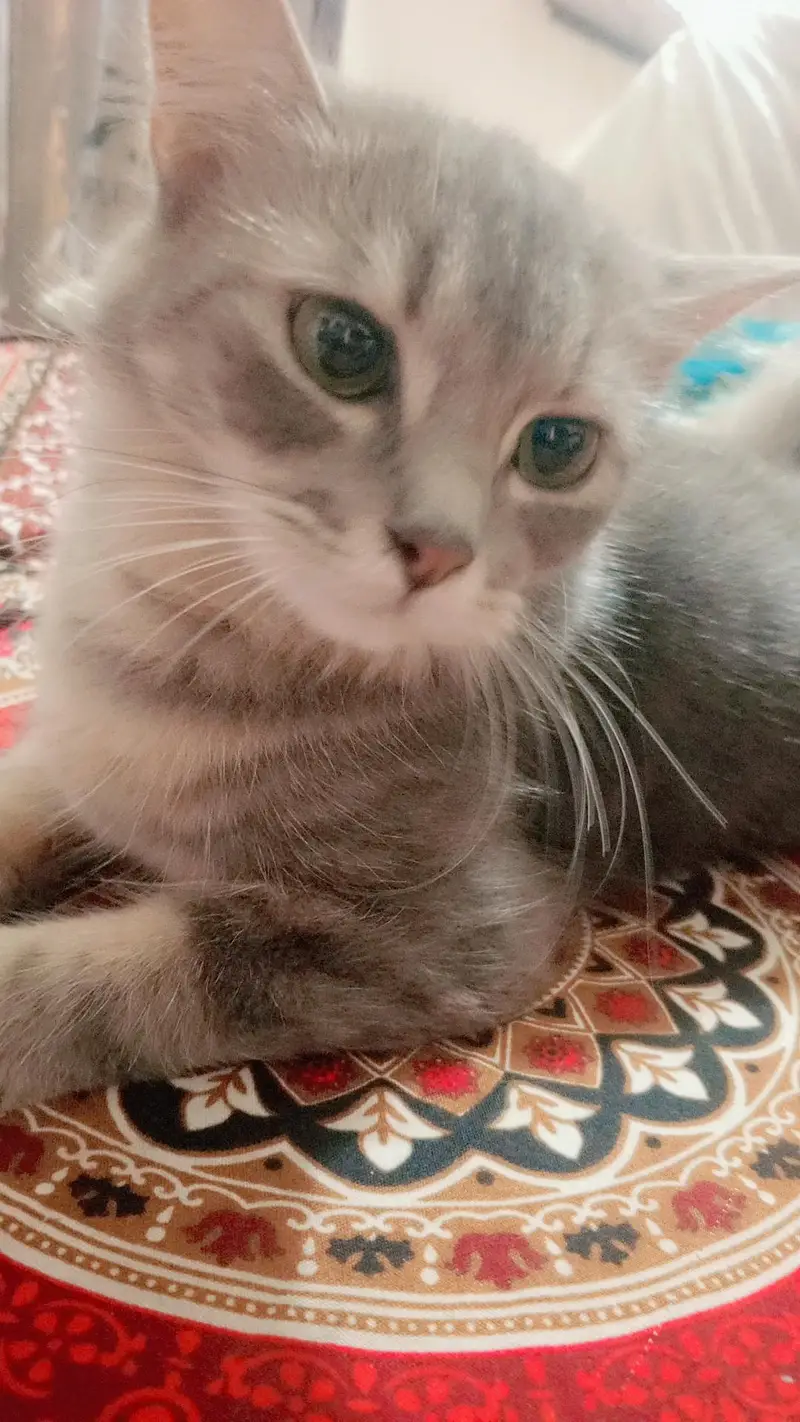 parshin cat for sale — photo 2