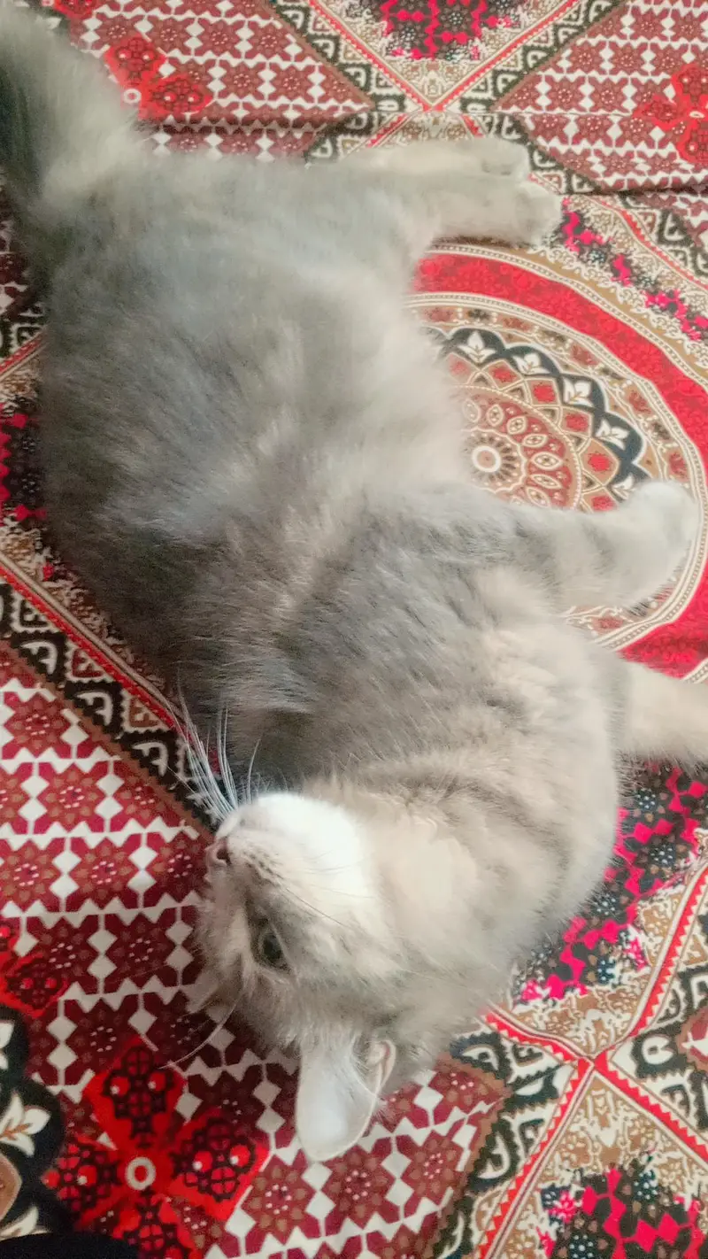 parshin cat for sale — photo 3