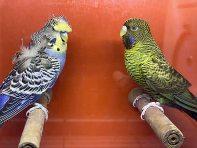Combo budgie bajri hogoromo hagoromo