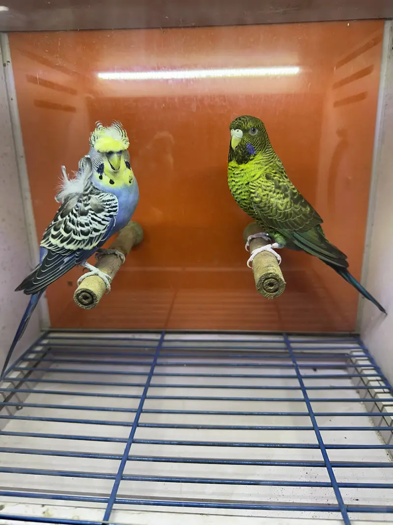 Combo budgie bajri hogoromo hagoromo — photo 2