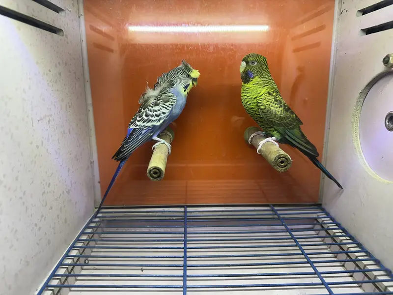 Combo budgie bajri hogoromo hagoromo — photo 3