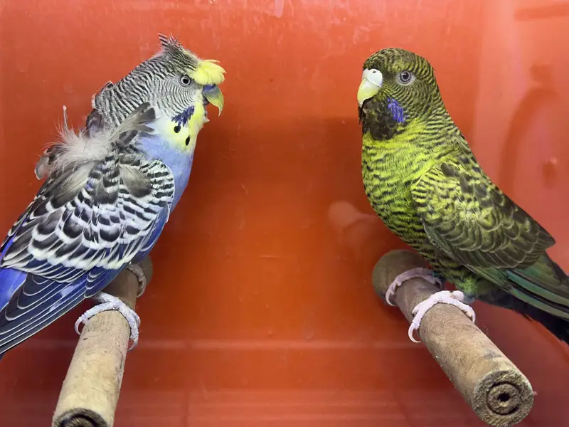 Combo budgie bajri hogoromo hagoromo — photo 4