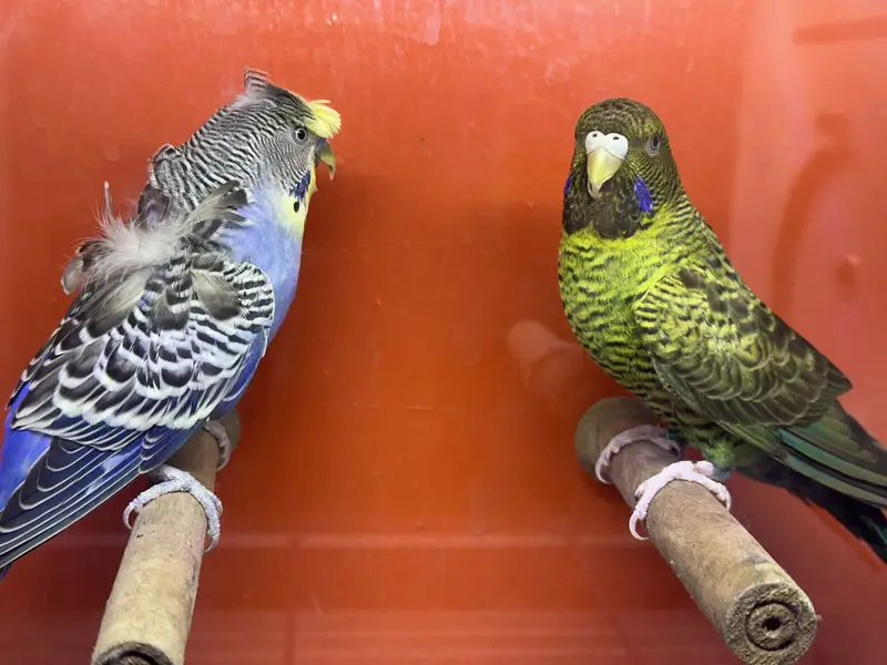 Combo budgie bajri hogoromo hagoromo — photo 5