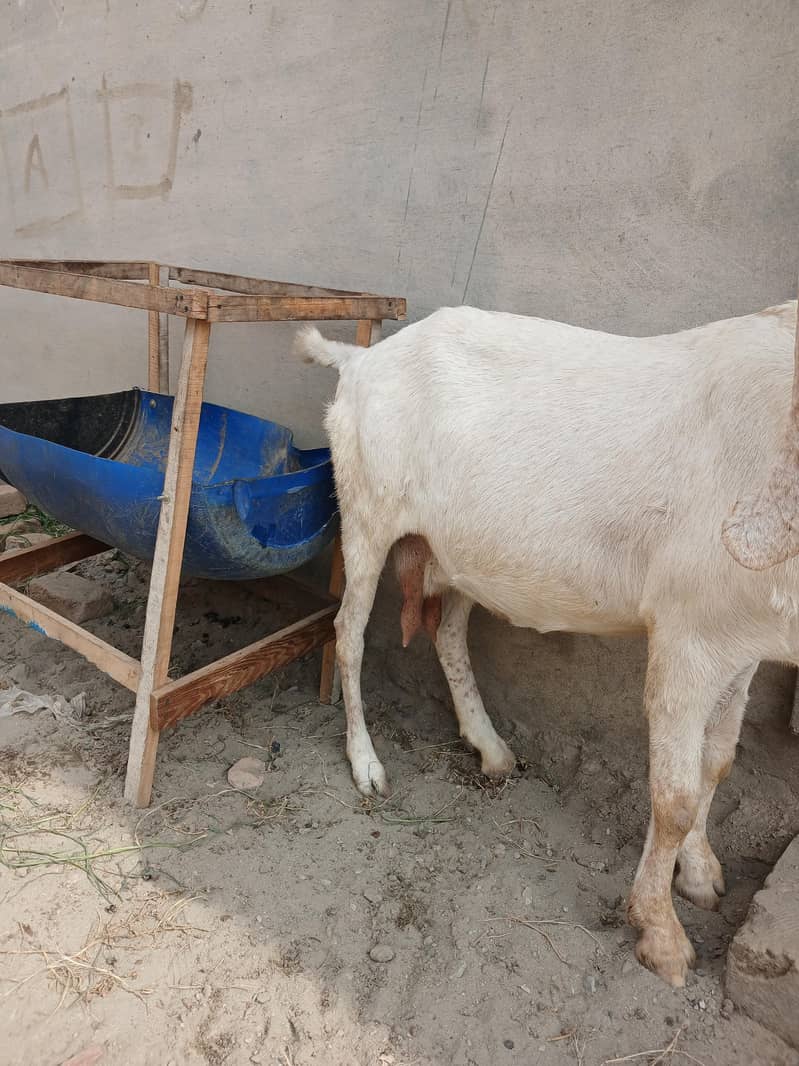 گبن بکری بڑے سائز کی خالص دیسی س 0