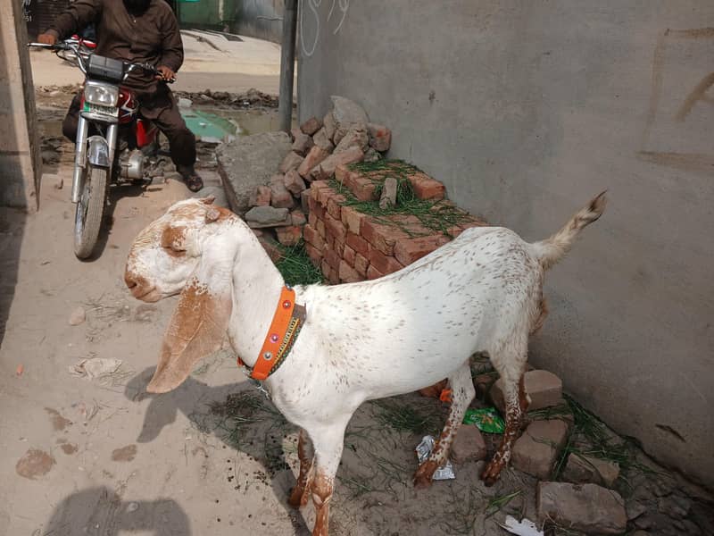 گبن بکری بڑے سائز کی خالص دیسی س 1