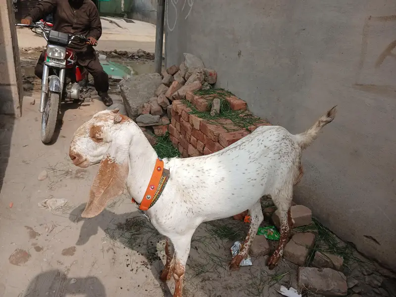 گبن بکری بڑے سائز کی خالص دیسی س — photo 2