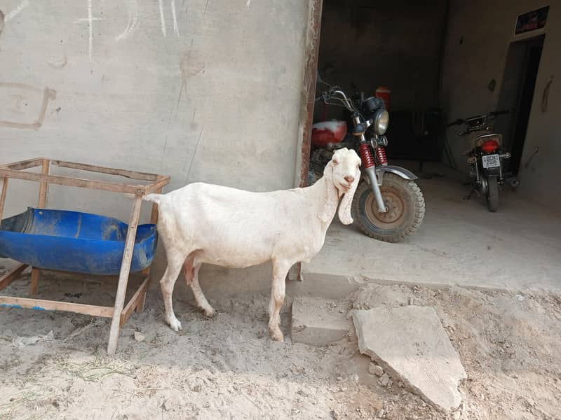 گبن بکری بڑے سائز کی خالص دیسی س 2