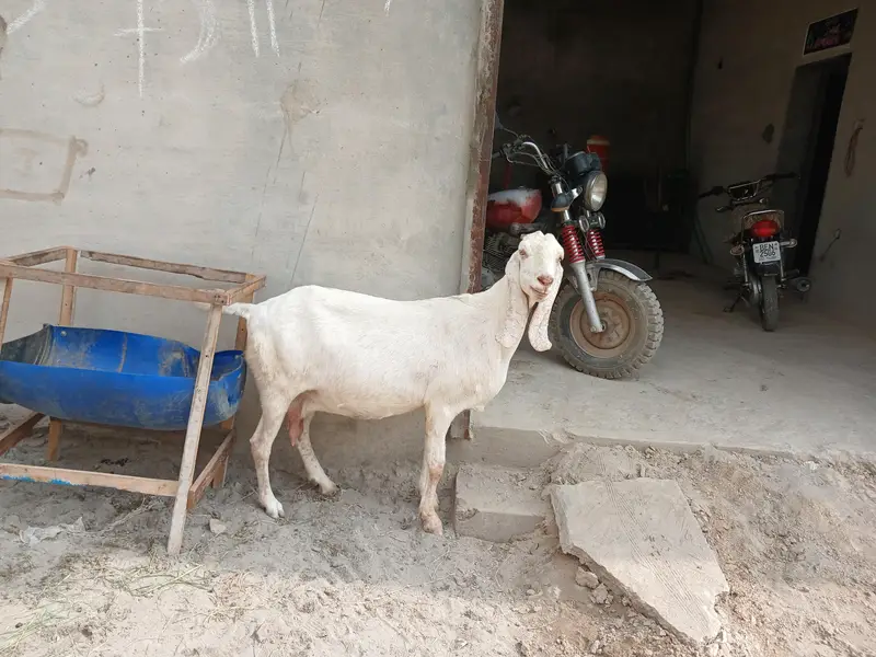 گبن بکری بڑے سائز کی خالص دیسی س — photo 3
