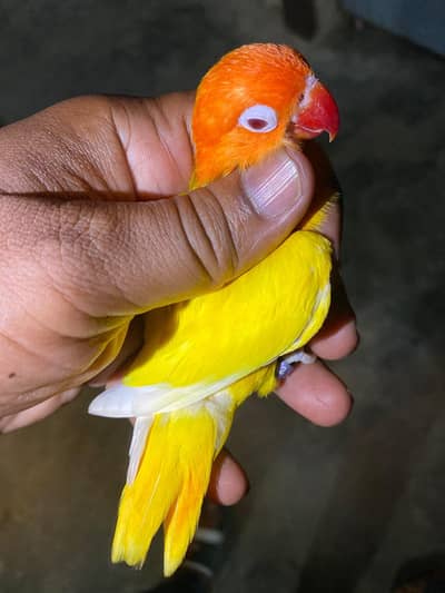 love birds pairs for sale