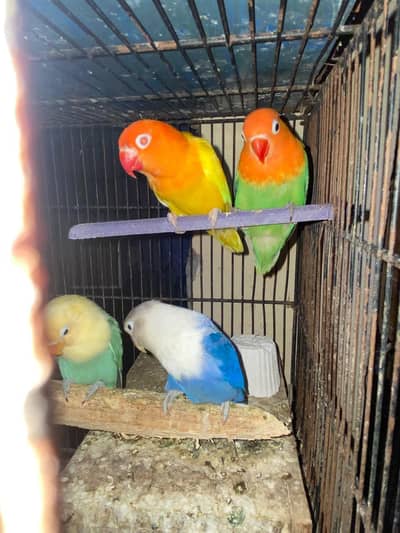 lotino opline pair with 2 Chic for sale